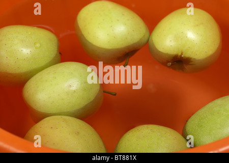 Äpfel in einen Eimer mit Wasser schweben traditionell erfolgt Apple bobbing in Irland an Halloween auch bekannt als dooking Stockfoto