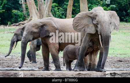 Der Elefant Kalb trinkt Milch bei Mama. Stockfoto