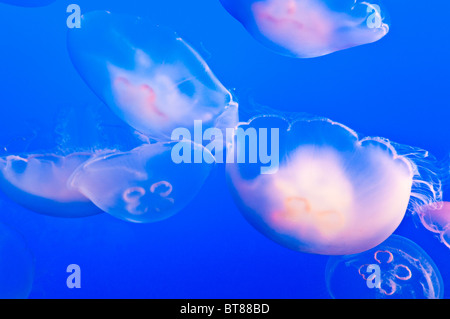 Mond-Gelees (Aurelia Labiata) an das Monterey Bay Aquarium in Monterey, Kalifornien Stockfoto