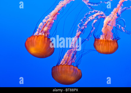 Meer Nesseln (Chrysaora Fuscescens) an das Monterey Bay Aquarium in Monterey, Kalifornien Stockfoto