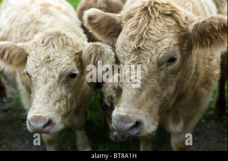 Aberdeen Angus Galloway Kreuz Rasse Kühe auf Bedfordshire Bauernhof Stockfoto