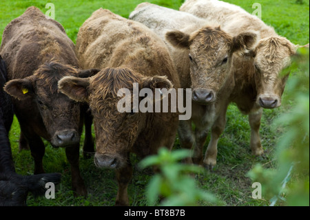 Aberdeen Angus Galloway Kreuz Rasse Kühe auf Bedfordshire Bauernhof Stockfoto