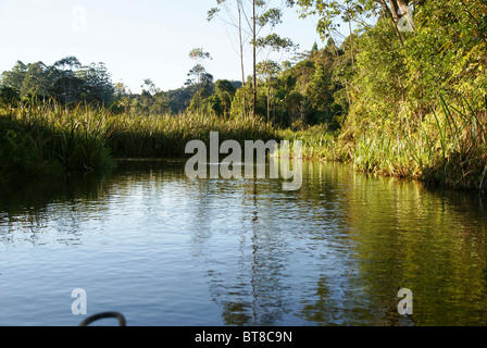 Madagaskar, Vakona Forest, Stockfoto