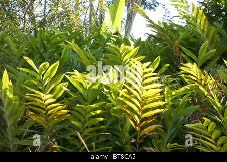 Madagaskar, Vakona Forest, Stockfoto