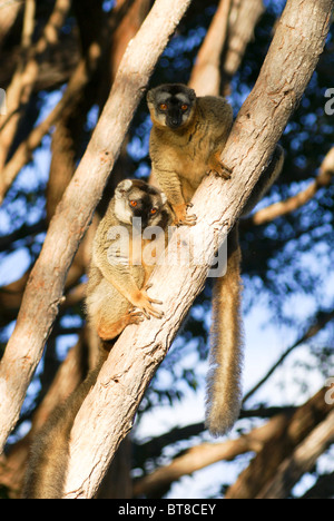 Madagaskar, Vakona Forest, brauner Lemur Eulemur fulvus Stockfoto