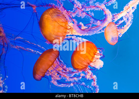 Meer Nesseln (Chrysaora Fuscescens) an das Monterey Bay Aquarium in Monterey, Kalifornien Stockfoto