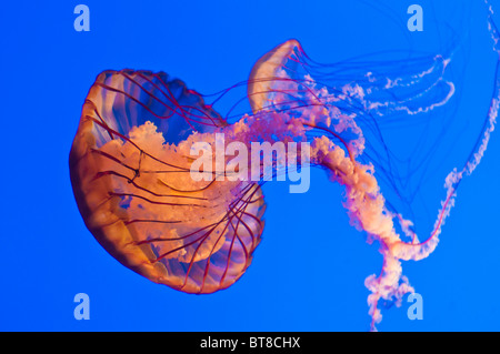 Meer Brennnessel (Chrysaora Fuscescens) an das Monterey Bay Aquarium in Monterey, Kalifornien Stockfoto