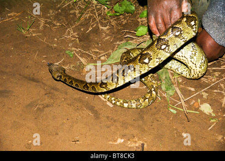 Madagaskar, Vakona Forest, madagassische Baum Boa (Sanzinia Madagascariensis), aus dem östlichen Regenwald Madagaskars Stockfoto