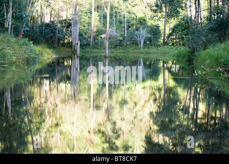 Madagaskar, Vakona Forest, Stockfoto