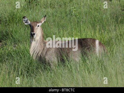 Wasserbock Stockfoto