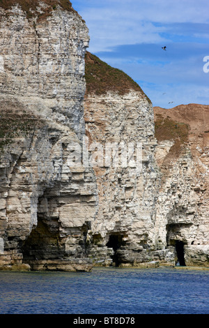 Kreidefelsen Sie in Bempton, North Yorkshire Küste. Sommer. RSPB-Naturschutzgebiet Stockfoto