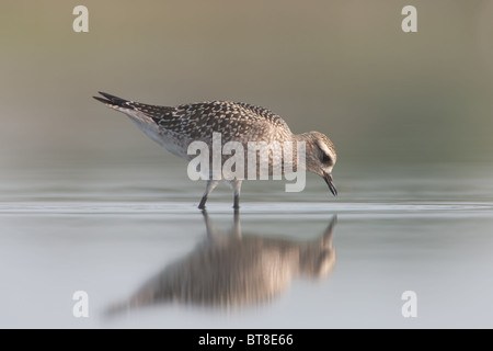 Amerikanische Golden-Regenpfeifer (Pluvialis Dominica) - Juvenile, Osten Teich, Jamaica Bay Wildlife Refuge Stockfoto