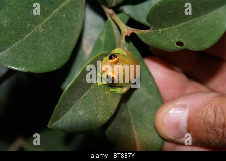 Madagaskar, Vakona Forest Tree Frog (Boophis Luteus) Stockfoto