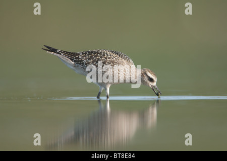 Amerikanische Golden-Regenpfeifer (Pluvialis Dominica) - Jugendliche mit Nahrung im Schnabel, Osten Teich, Jamaica Bay Wildlife Refuge Stockfoto