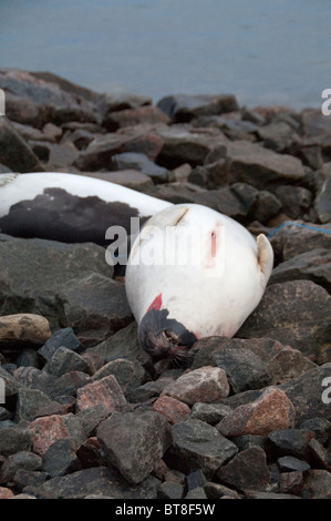 Arktis, Kanada, Nunavut, Baffin Island, Iqaluit (aka Frobisher Bay). Tote Robben am Strand von Port-Bereich für Fleisch und Fell gejagt. Stockfoto