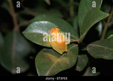 Madagaskar, Vakona Forest Tree Frog (Boophis Luteus) Stockfoto