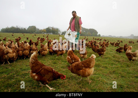 Freilaufenden Hühner bei Grassington Farm in North Chailey. Bild von James Boardman. Stockfoto