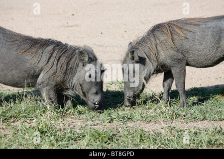 Zwei gemeinsame Warzenschweine Weiden. Stockfoto