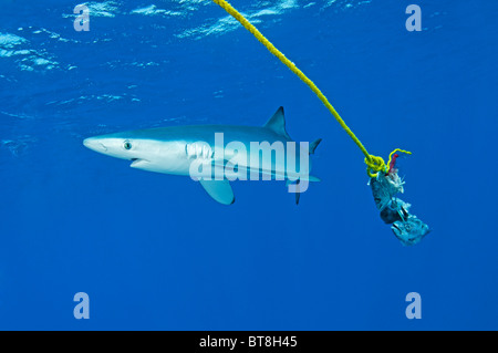 Blauhai Fütterung, Prionace Glauca, Azoren, Portugal, Atlantik Stockfoto