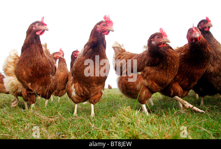 Freilaufenden Hühner bei Grassington Farm in North Chailey. Bild von James Boardman. Stockfoto
