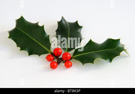 Drei Blätter der Stechpalme mit Beeren Stockfoto