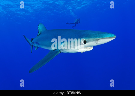 Blauer Hai und Taucher, Prionace Glauca, Azoren, Portugal, Atlantik Stockfoto