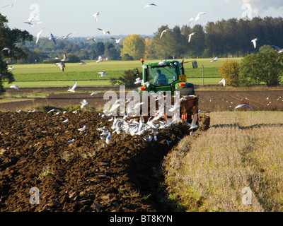 John Deere 6930 Traktor pflügen ein Feld auf einen hellen und sonnigen Oktobertag, gefolgt von Möwen fliegen auf der Suche nach Nahrung Stockfoto