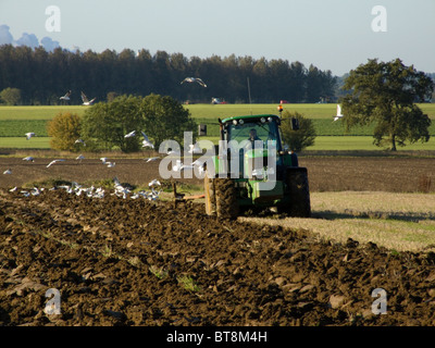 John Deere 6930 Traktor pflügen ein Feld auf einen hellen und sonnigen Oktobertag, gefolgt von Möwen fliegen auf der Suche nach Nahrung Stockfoto