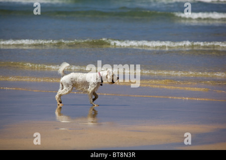 Hund läuft entlang Sandstrand Stockfoto