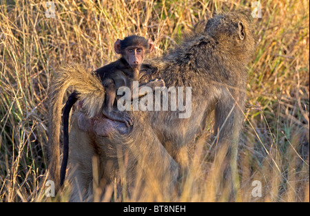 Chacma Pavian und junge Reiten auf die Eltern zurück, Krüger Nationalpark, Südafrika. Stockfoto