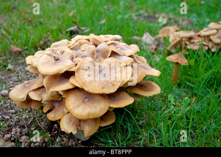 Meripilus giganteus Stockfoto