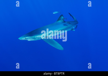 Blauer Hai und Pilotfisch, Prionace Glauca, Naucrates Fortschreitens, Azoren, Portugal, Atlantik Stockfoto