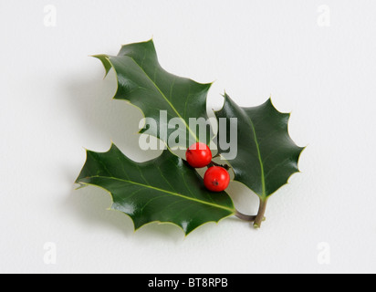 Drei Blätter der Stechpalme mit Beeren Stockfoto