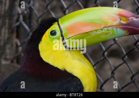 Regenbogen-billed Toucan (Ramphastos Sulfuratus) im Zoo Chapultepec in Mexiko-Stadt Stockfoto