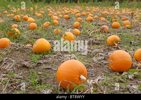 Kürbisfeld Stockfoto