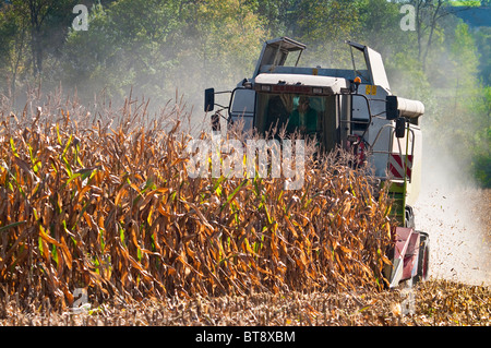CLAAS Lexion 450 Mähdrescher schneiden Mais / Maisernte - Indre-et-Loire, Frankreich. Stockfoto