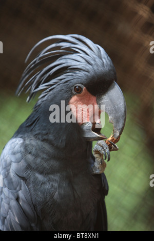 Probosciger Aterrimus Essen Erdnuss Stockfoto