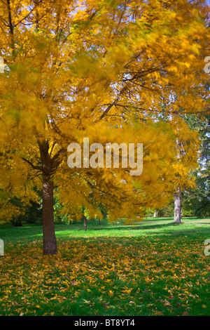 England, Greater London, City of Westminster. Herbstfarben von einer Platane im Hyde Park (Königsgarten), London. Stockfoto