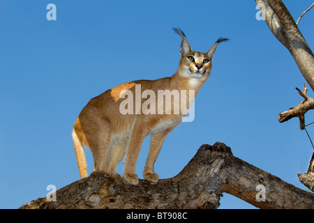 Erwachsene weibliche Caracal in Gefangenschaft bei der Tshukudu Reserve, Krüger Nationalpark, Südafrika. Stockfoto