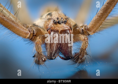 Detail der Palpen und Mundwerkzeuge, Augen der Tegenaria Domestica, inländische Haus Spinne Stockfoto