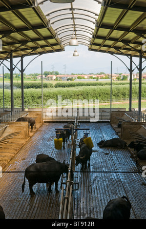 Wasserbüffel auf organische Milchviehbetrieb, deren Milch zur Herstellung von Mozzarella di Bufala oder Büffel-Mozzarella, Paestum, Italien verwendet wird. Stockfoto