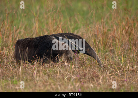 Großer Ameisenbär im Pantanal Stockfoto