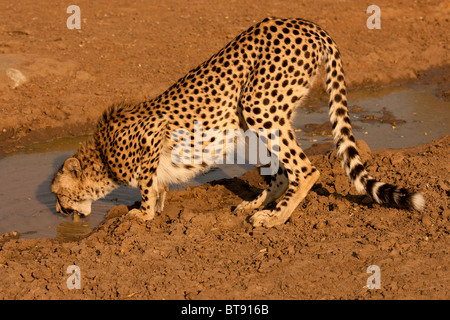 Gepard, trinken aus einem Wasserloch im Kruger National Park Stockfoto