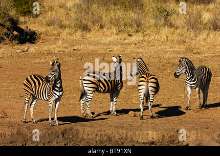 Herde von Burchell Zebras (Equus Burchelli) riecht Gefahr, Madikwe Game Reserve, Südafrika Stockfoto