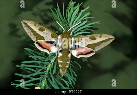 Spurge Hawk-Moth (Celerio Euphorbiae) auf Zypressen-Wolfsmilch (Euphorbia Cyparissias) Stockfoto