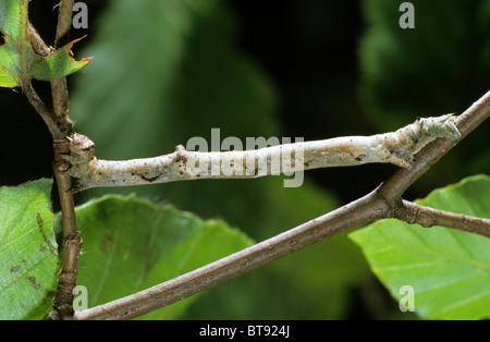 Birkenspanner (Biston Betularia), Raupe Stockfoto