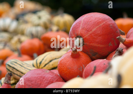 bunte Bauern anzeigen mit einer großen Auswahl an Kürbisse für den Verkauf auf einen Tisch im Freien in der Herbstsonne Stockfoto