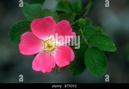 Dog rose, Rosa Canina, Millers Dale, Derbyshire Stockfoto