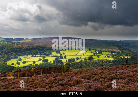 Derbyshire Countryside an einem sonnigen Tag zeigt das Heidekraut blüht im August. Stockfoto