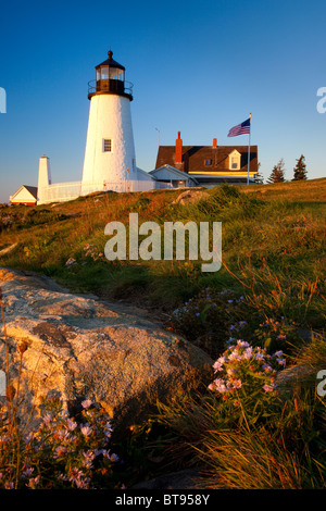 Blühende Herbst Astern unter Pemaquid Point Lighthouse im Morgengrauen, Pemaquid Point Maine USA Stockfoto